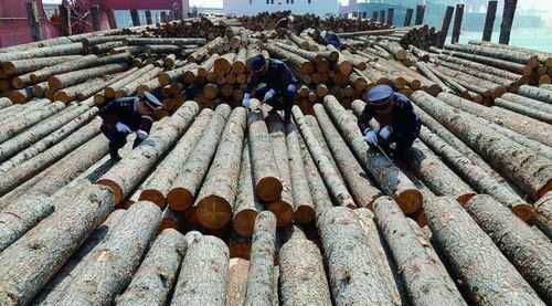 中国最大原木板材市场价格（全国大型原木木材交易市场有哪些）