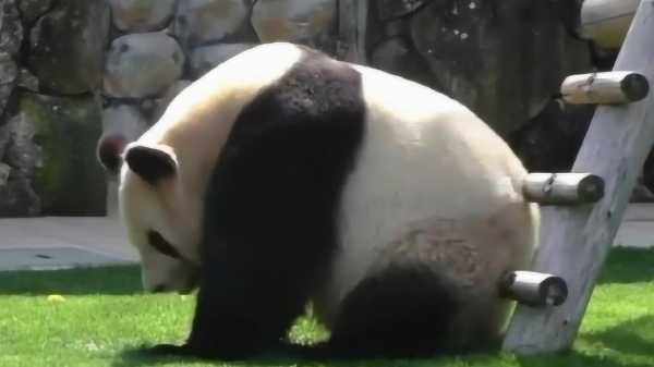 熊猫欢欢坐木梯视频（熊猫欢欢园子）