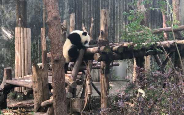 熊猫可以爬木梯吗（熊猫会爬山吗）