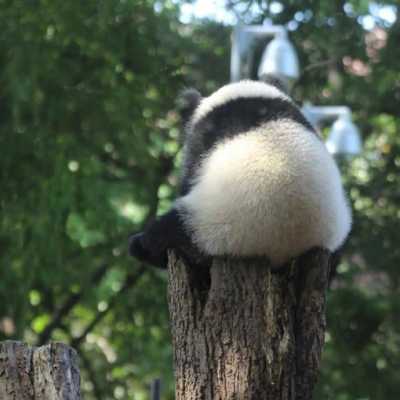 熊猫背爬木梯（熊猫爬山）